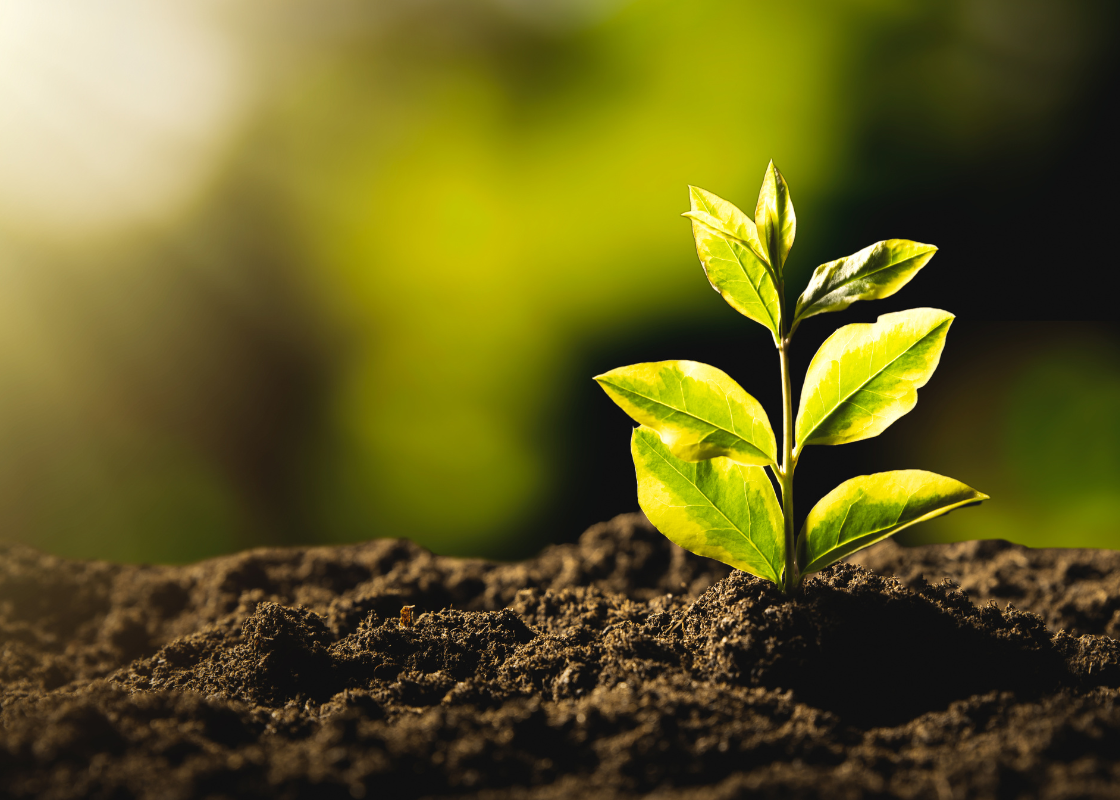 Sedute-con-legno-FSC-2